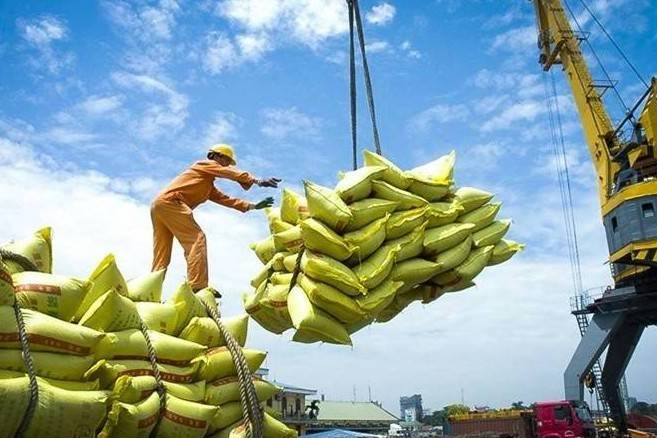 Giá gạo xuất khẩu chững lại, ngành lúa gạo trước “phép thử” đầu vụ Đông Xuân