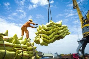 Giá gạo xuất khẩu chững lại, ngành lúa gạo trước “phép thử” đầu vụ Đông Xuân