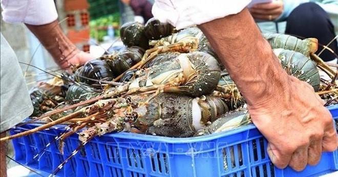 Vì sao Trung Quốc mạnh tay chi 858 triệu USD nhập tôm hùm Việt Nam?