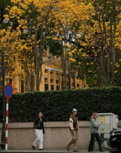 Hà Nội vào mùa phong linh: Sắc vàng bừng nở, phố phường thành điểm hẹn mùa xuân