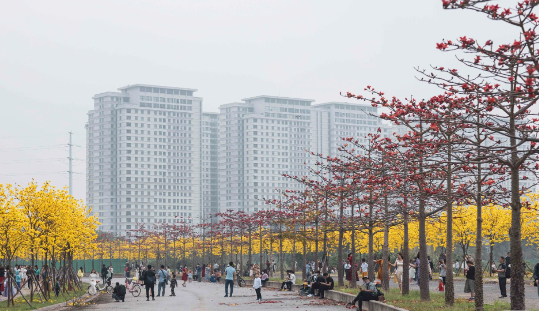 Hà Nội bước vào “mùa vàng”: Khi hoa phong linh trở thành tâm điểm phố xuân  Không ồn ào như mùa bằng lăng hay rực lửa như phượng vĩ, hoa phong linh chọn cách xuất hiện ngắn ngủi nhưng đủ để tạo nên một “cơn sóng” thị giác giữa lòng Hà Nội. Đầu tháng 3, kh