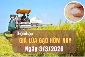 Giá lúa gạo hôm nay 3/3/2026: Giá lúa gạo nhích lên, xuất khẩu Ấn Độ đối mặt rủi ro Trung Đông