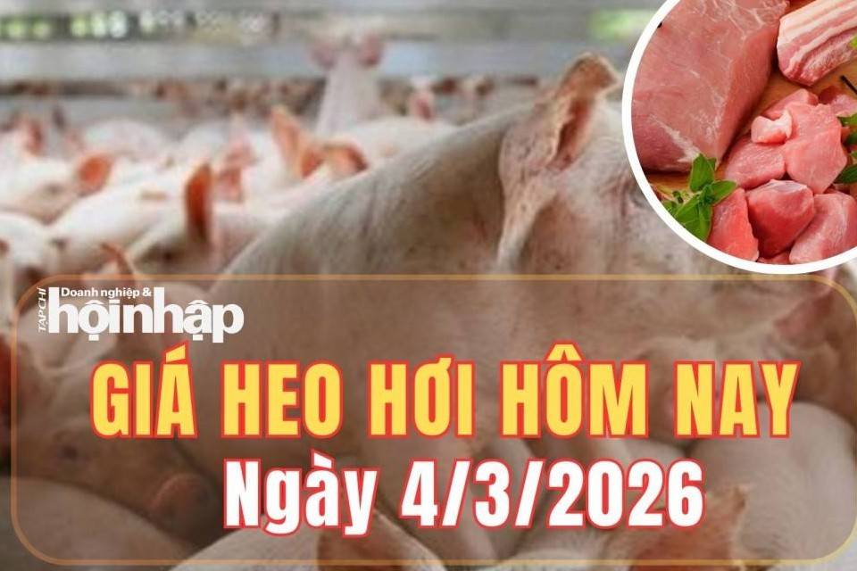 Giá heo hơi hôm nay 4/3/2026: Giá heo hơi miền Bắc và miền Trung tiếp tục giảm nhanh, miền Nam chững giá