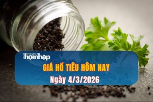 Giá tiêu hôm nay 4/3/2026: Thị trường đi ngang, duy trì ngưỡng thấp 145.000 đồng