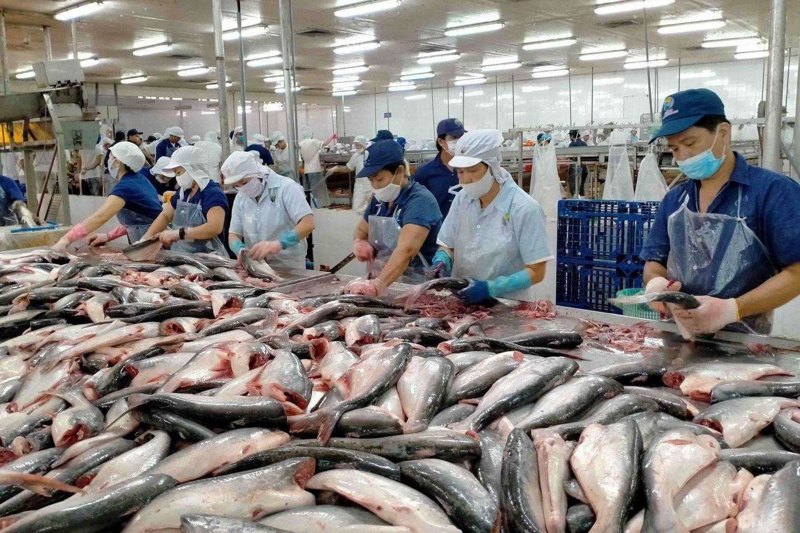 Xuất khẩu thủy sản đầu năm 2026 tăng trưởng tích cực, cá tra giữ vai trò đầu tàu