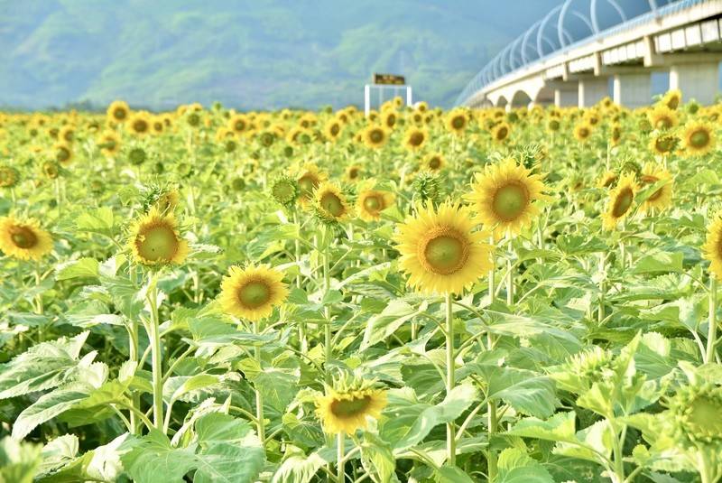 Cánh đồng hoa hướng dương 1,3ha rực vàng ven sông ở Đà Nẵng, du khách đổ xô check-in