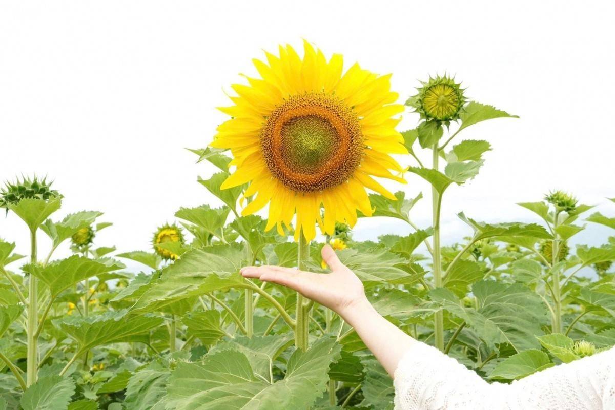 Cánh đồng hoa hướng dương 1,3ha rực vàng ven sông ở Đà Nẵng, du khách đổ xô check-in