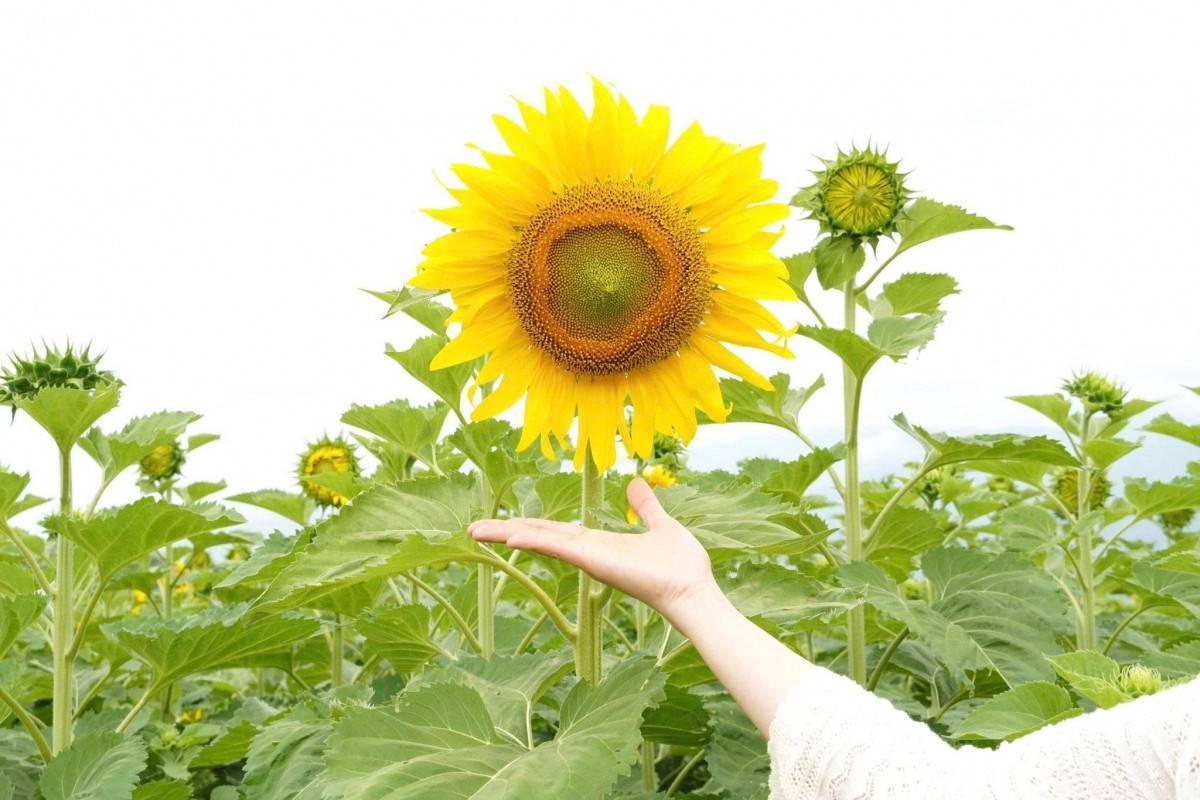 Cánh đồng hoa hướng dương 1,3ha rực vàng ven sông ở Đà Nẵng, du khách đổ xô check-in