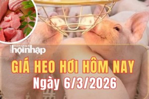 Giá heo hơi hôm nay 6/3/2026: Giá heo hơi tiếp tục giảm trên diện rộng
