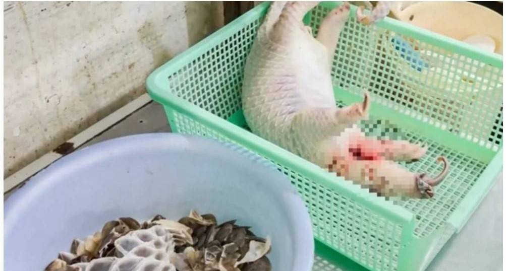 Khởi tố chồng nữ chủ nhà hàng vụ mua tê tê xẻ thịt phục vụ thực khách