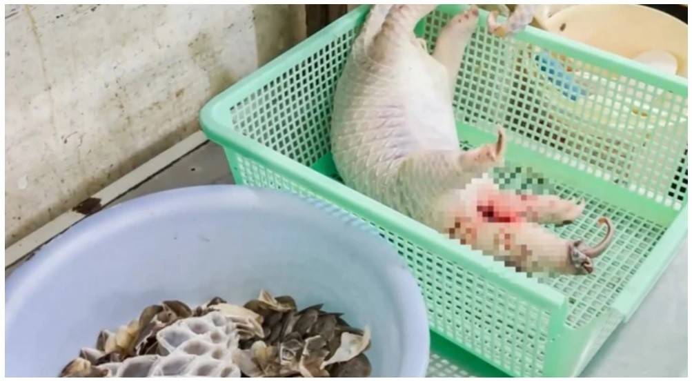 Cá thể tê tê bị giết thịt, chế biến món ăn tại nhà hàng Hòa Nhân Ân (Ảnh: Công an cung cấp)