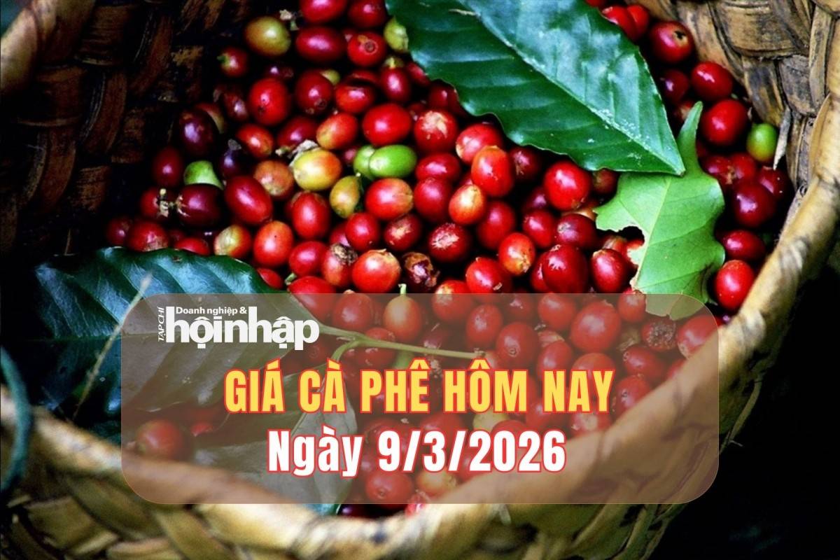 Giá cà phê hôm nay 8/3/2026: Giá cà phê trong nước tăng trở lại, tiến sát mốc 97.000 đồng/kg