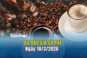 Dự báo giá cà phê 10/3: Cà phê trong nước duy trì đà tăng