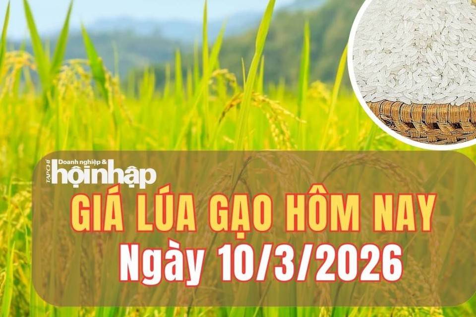 Giá lúa gạo hôm nay 10/3/2026: Giá gạo nguyên liệu và và phụ phẩm tăng nhẹ