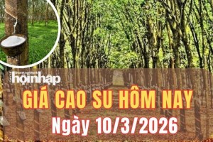 Giá cao su hôm nay 10/3/2026: Giá cao su trong nước tăng nhẹ