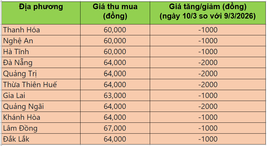 Bảng giá heo hơi tại miền Trung - Tây Nguyên hôm nay 10/3/2026
