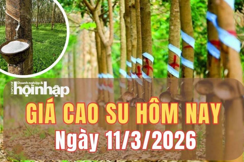 Giá cao su hôm nay 11/3/2026: Giá cao su trong nước ổn định, thị trường thế giới dao động trái chiều