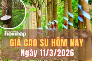 Giá cao su hôm nay 11/3/2026: Giá cao su trong nước ổn định, thị trường thế giới dao động trái chiều