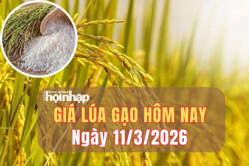 Giá lúa gạo hôm nay 10/3/2026: Giá gạo tiếp tục tăng, thế giới lập đỉnh 7 tháng