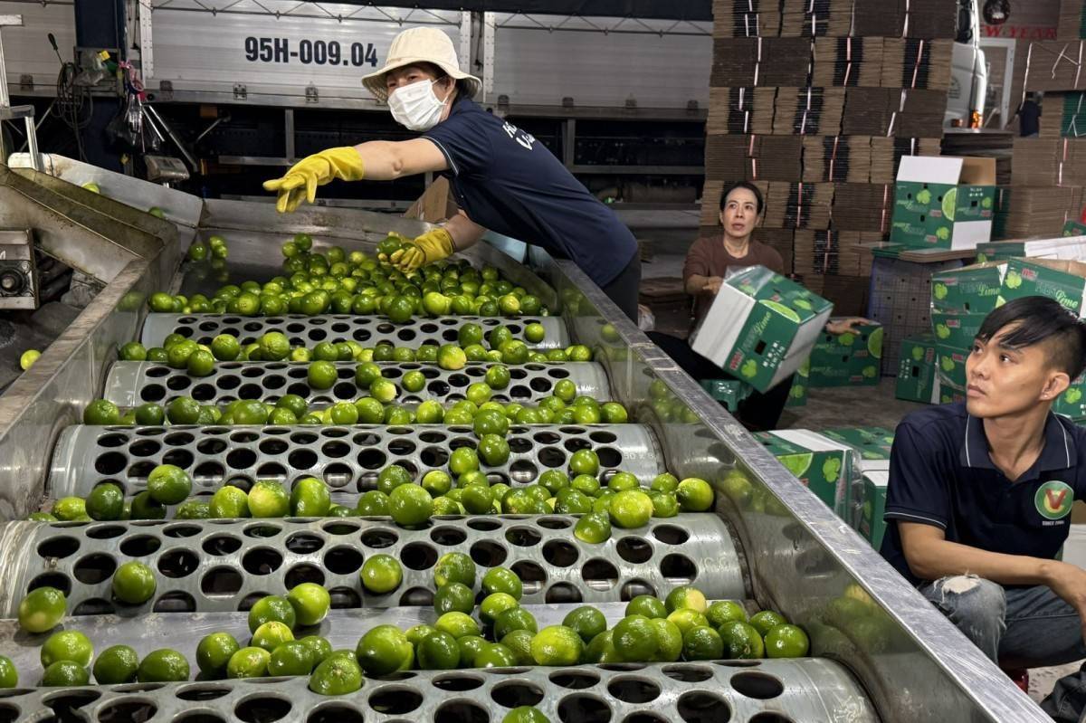 Xuất khẩu nông sản tăng mạnh nhưng rủi ro logistics gia tăng