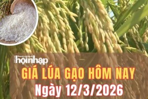 Giá lúa gạo hôm nay 12/3/2026: Giá lúa gạo ổn định, Philippines tăng mạnh nhập khẩu gạo Việt