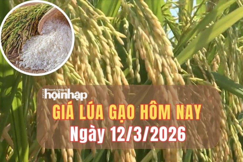 giá lúa gạo