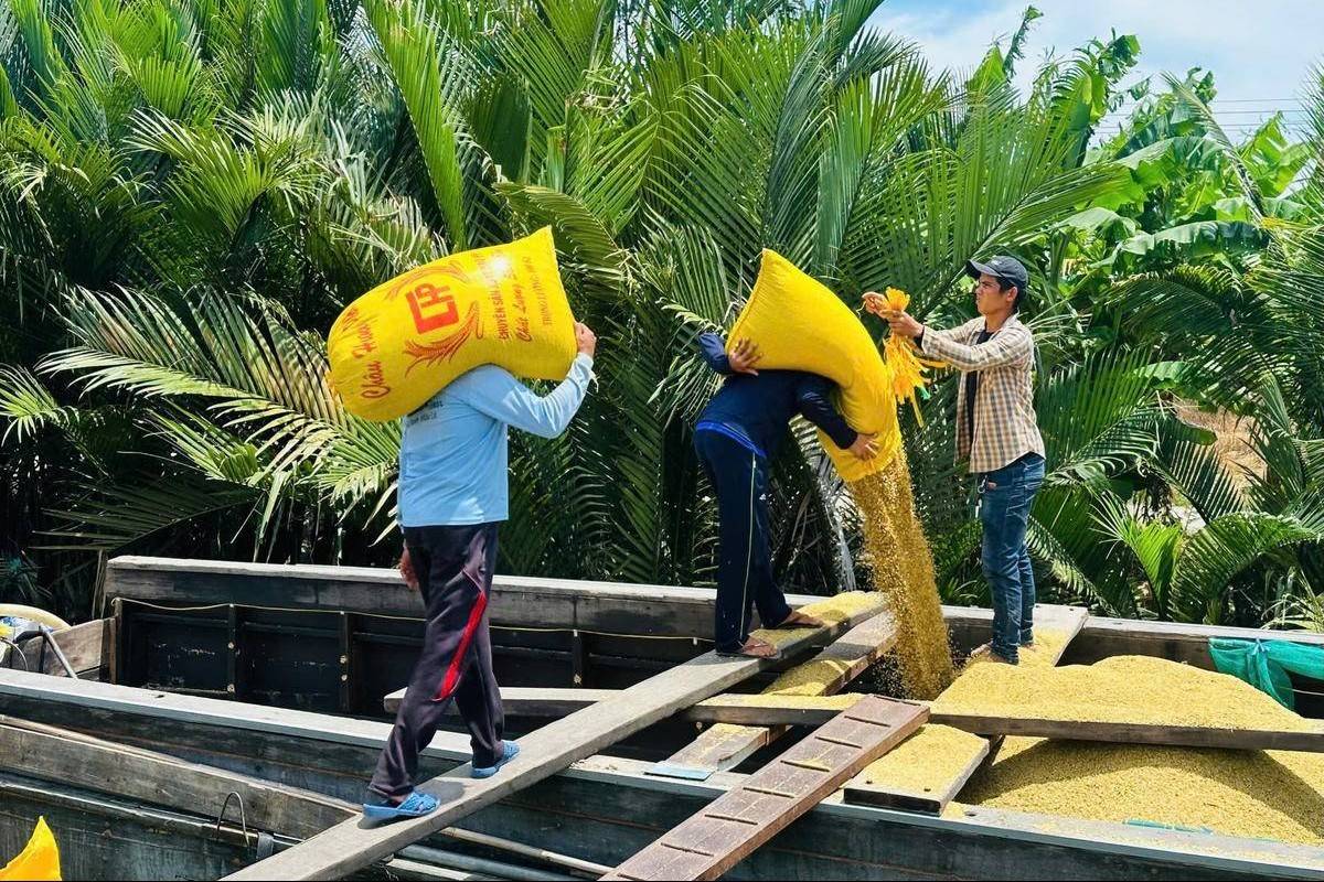 Đảm bảo đầu ra cho lúa gạo: Thủ tướng yêu cầu tăng cường thu mua cho nông dân