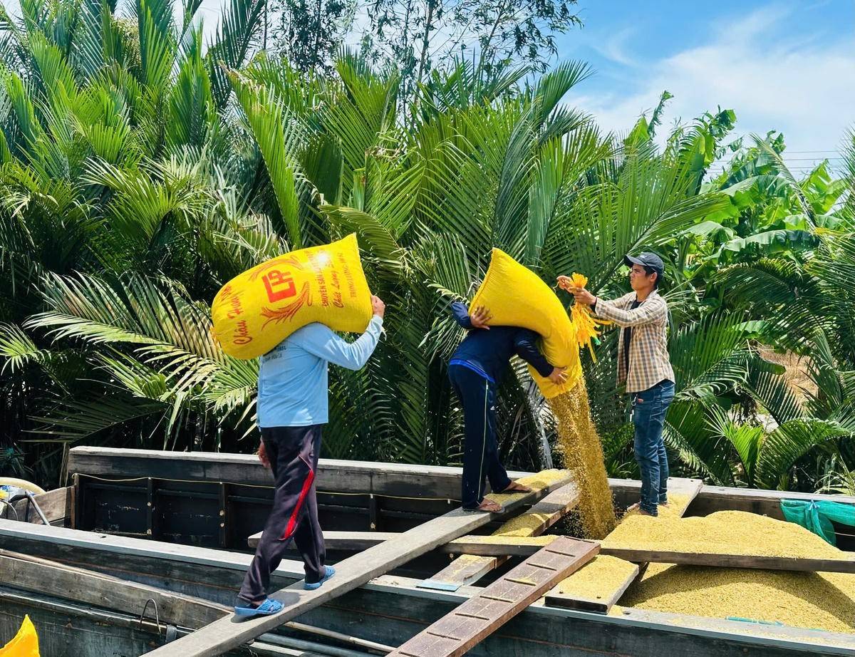 Đảm bảo đầu ra cho lúa gạo: Thủ tướng yêu cầu tăng cường thu mua cho nông dân