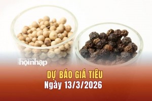 Dự báo giá tiêu 13/3: Giá tiêu trong nước và thế giới đồng loạt giảm mạnh