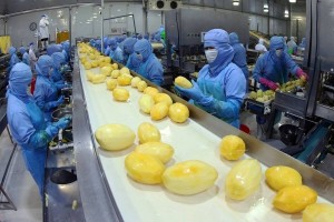 Xung đột Trung Đông: Chưa ghi nhận thiệt hại đối với hàng xuất khẩu Việt Nam sang Israel