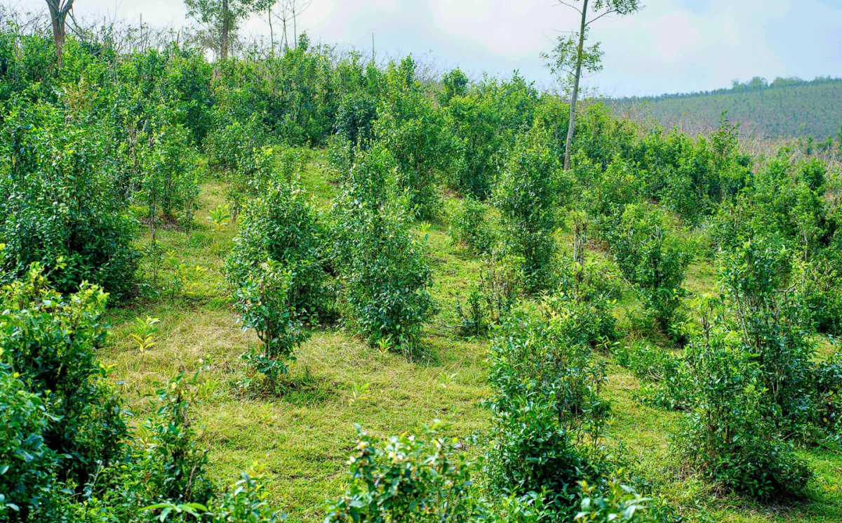 Quảng Trị: Chú trọng phát triển kinh tế - xã hội, hình thành chuỗi nông sản sạch