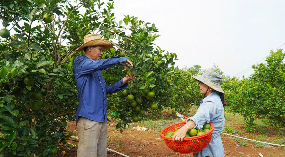 Quảng Trị: Chú trọng phát triển kinh tế - xã hội, hình thành chuỗi nông sản sạch