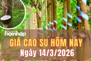 Giá cao su hôm nay 14/3/2026: Giá cao su thế giới biến động tách nhịp
