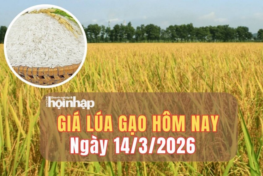 giá lúa gạo