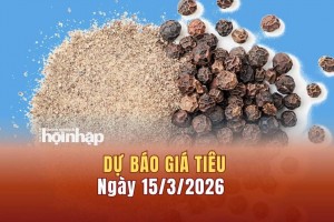 Dự báo giá tiêu 15/3: Giá tiêu trong nước và thế giới có xu hướng giảm