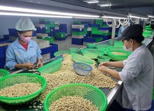 Xung đột tại Trung Đông, ngành điều đặt kế hoạch xuất khẩu giảm 10%