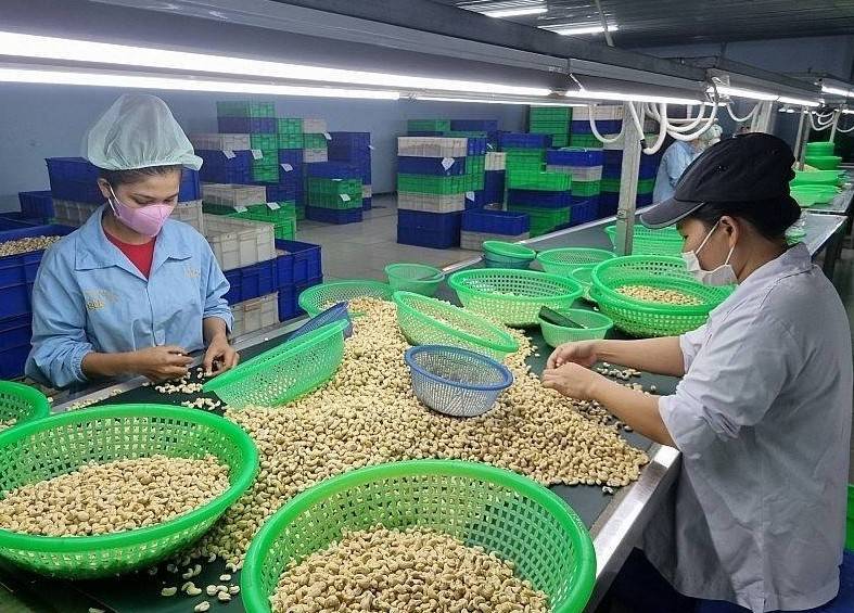 Xung đột tại Trung Đông, ngành điều đặt kế hoạch xuất khẩu giảm 10%