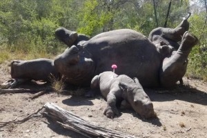 Vụ Chu Đăng Khoa: Lột trần màn kịch “cướp 98 sừng tê giác” và cú sập của đế chế ngầm