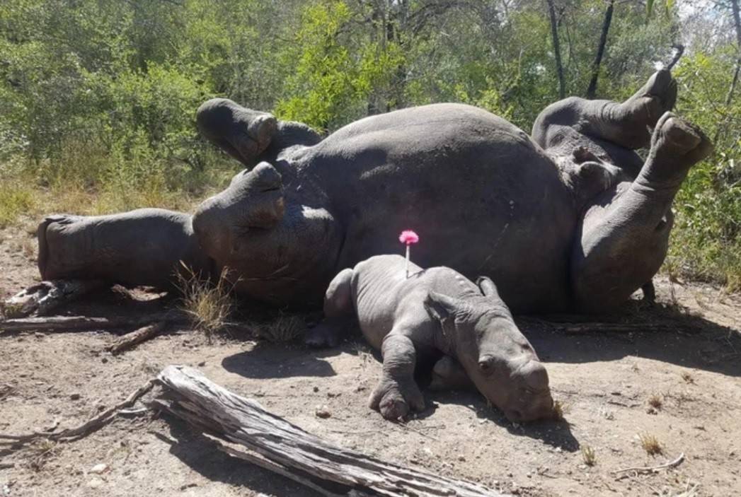 Các nhà bảo tồn động vật ở Nam Phi đã chụp ảnh lại khoảnh khắc đau lòng khi họ tìm thấy một chú tê giác con bị thương đang cố gắng trong vô vọng để bảo vệ tê giác mẹ khỏi bọn săn trộm nhưng đành bất lực (Ảnh: Care for Wild Rhino Sanctuary).