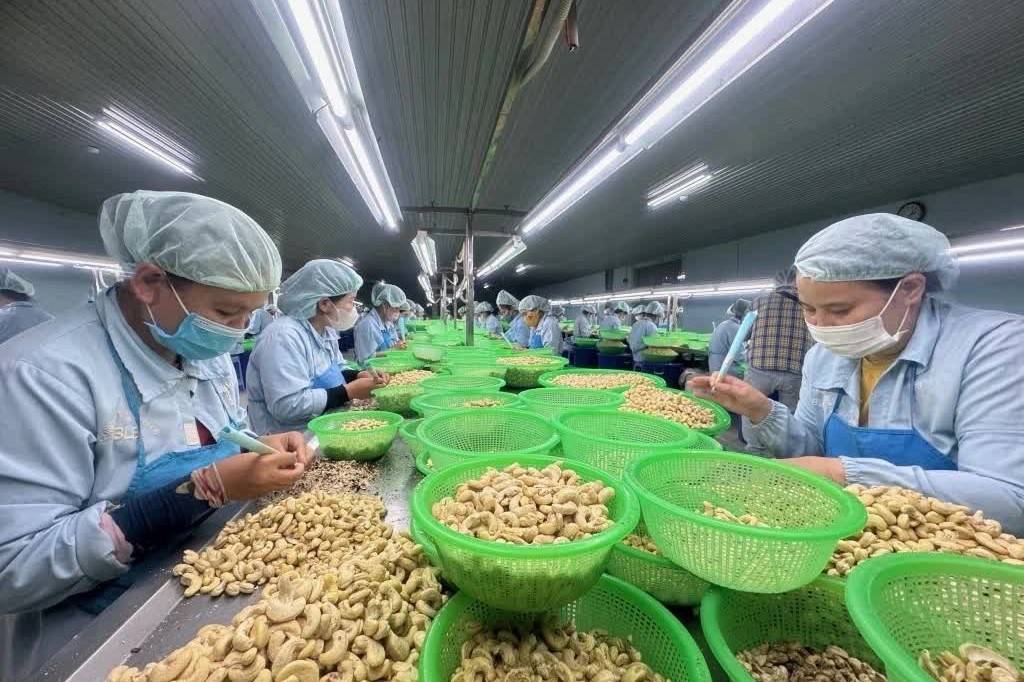 Ngành điều Việt Nam đặt mục tiêu duy trì mốc 5 tỷ USD xuất khẩu trong năm 2026