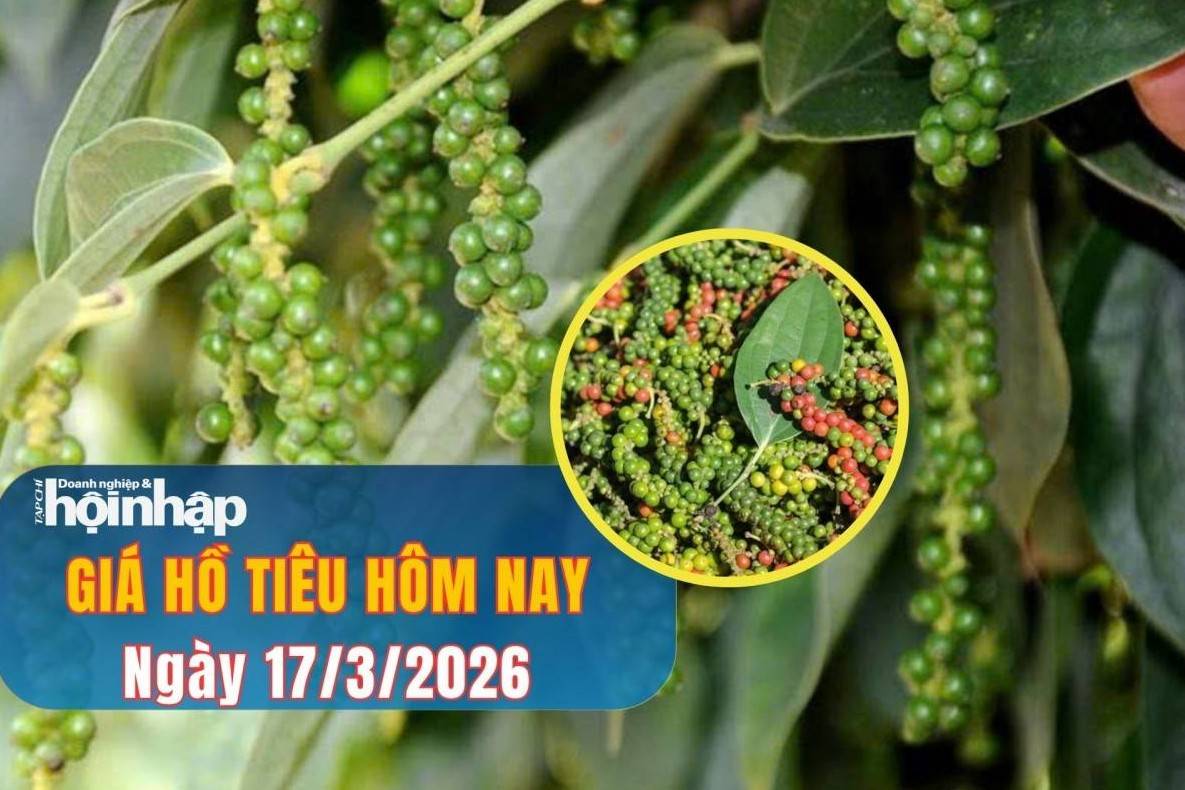 Giá tiêu hôm nay 17/3/2026: Tiêu trong nước giảm mạnh nhất 3.500 đồng/kg