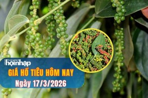 Giá tiêu hôm nay 17/3/2026: Tiêu trong nước giảm mạnh nhất 3.500 đồng/kg