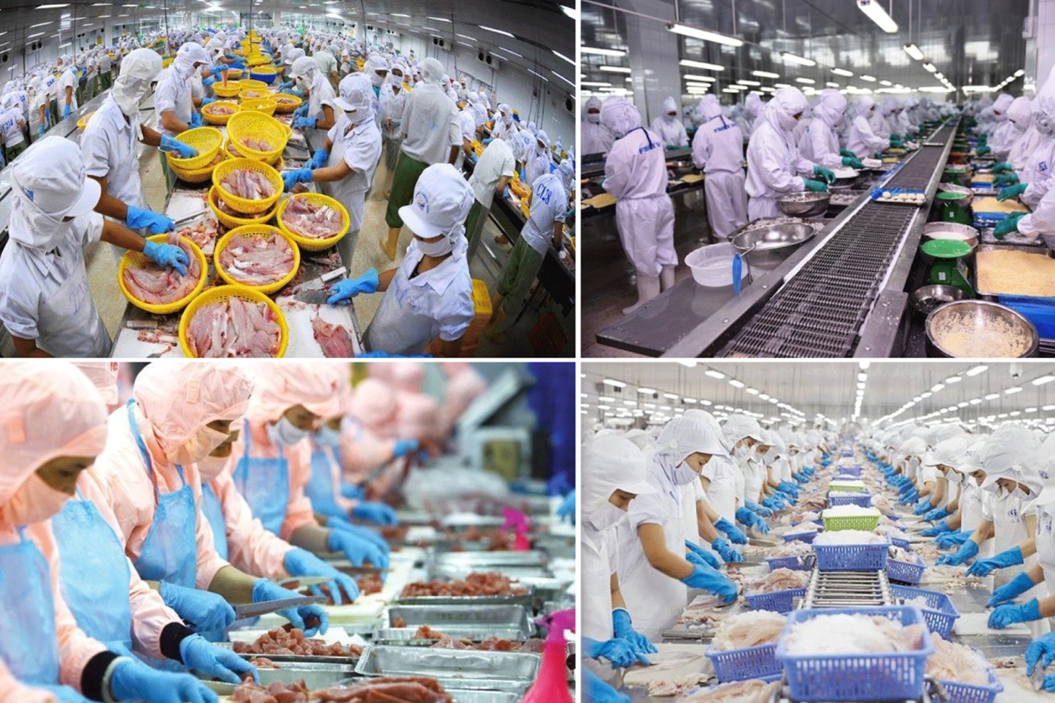 Xuất khẩu sang Trung Quốc tăng gần 40%, thủy sản chịu áp lực chi phí và rào cản thương mại