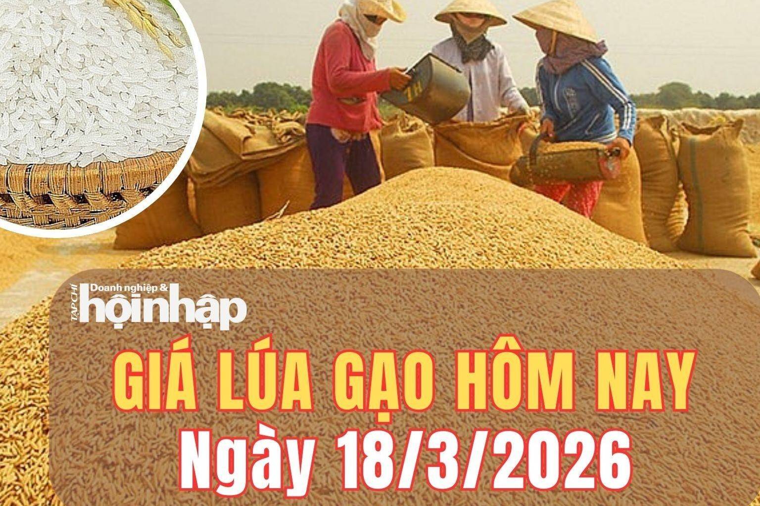 Giá lúa gạo hôm nay 18/3/2026: Giá lúa gạo giảm nhẹ, thị trường chịu sức ép kép