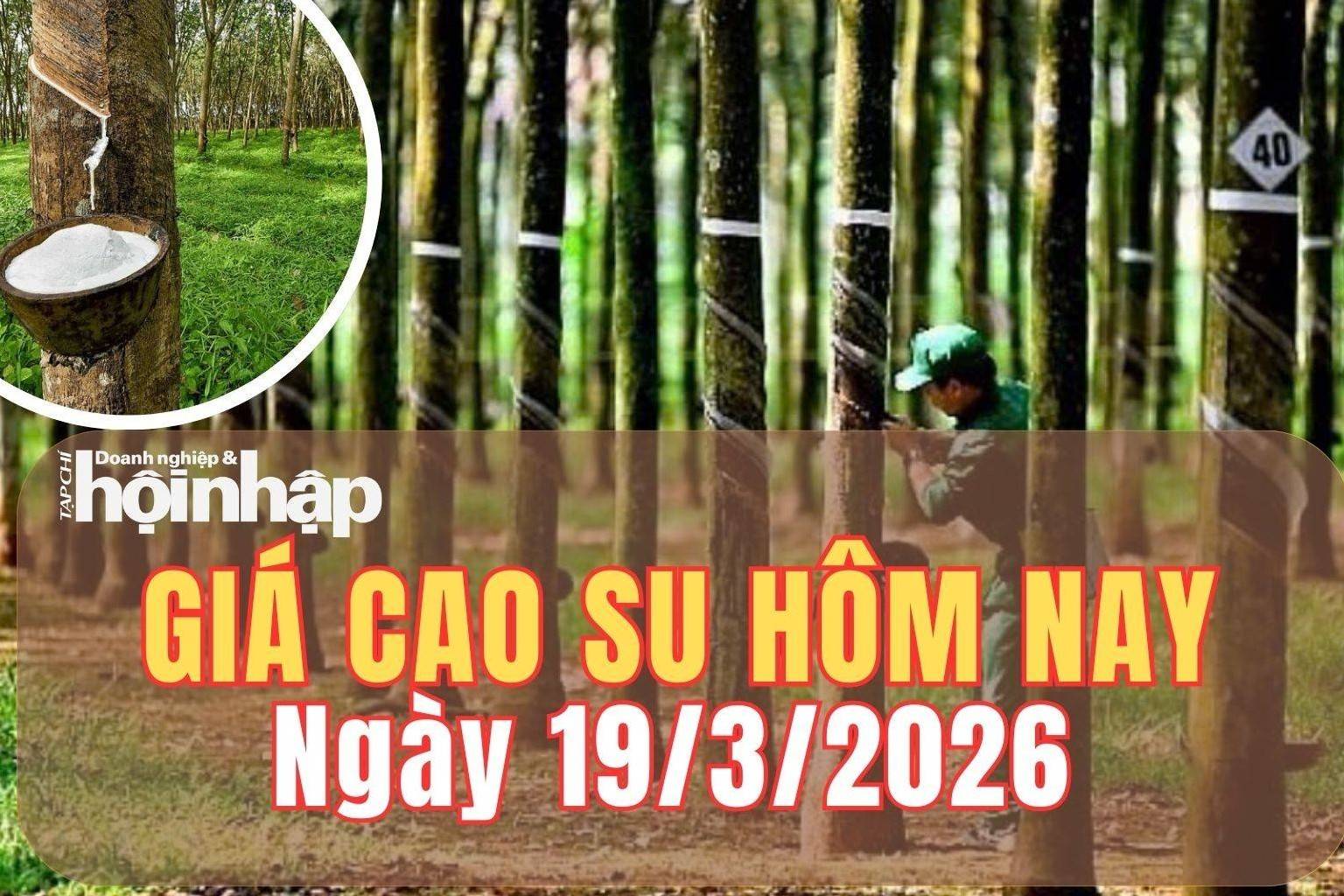 Giá cao su hôm nay 19/3/2026: Giá cao su thế giới đồng loạt giảm