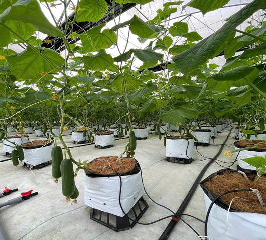 HTX Nông nghiệp sạch Đồng Khê chuyên canh dưa chuột và ớt theo hướng sạch, an toàn và bền vững.