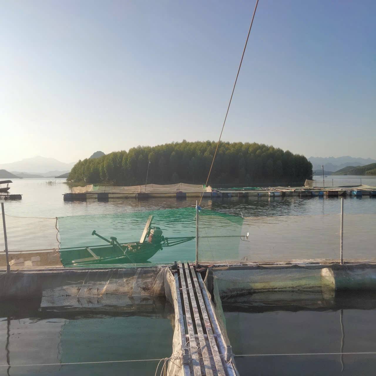 Mô hình nuôi cá rô phi phục vụ xuất khẩu của HTX Bản Na tại Hồ Thác Bà