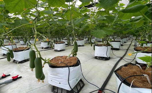 Lào Cai kích hoạt kinh tế tập thể 2026: Mở không gian liên kết mới cho hợp tác xã