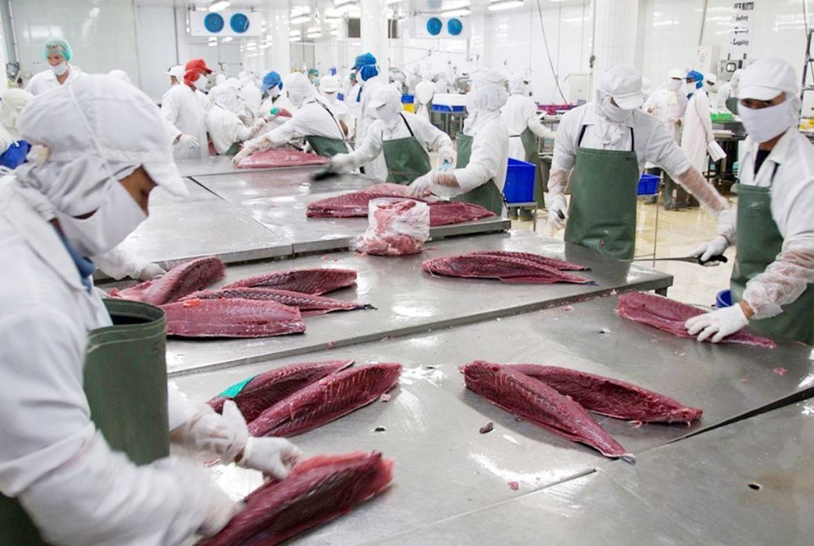 Xuất khẩu cá ngừ chững lại: Áp lực từ rào cản kỹ thuật, chi phí và cạnh tranh gia tăng