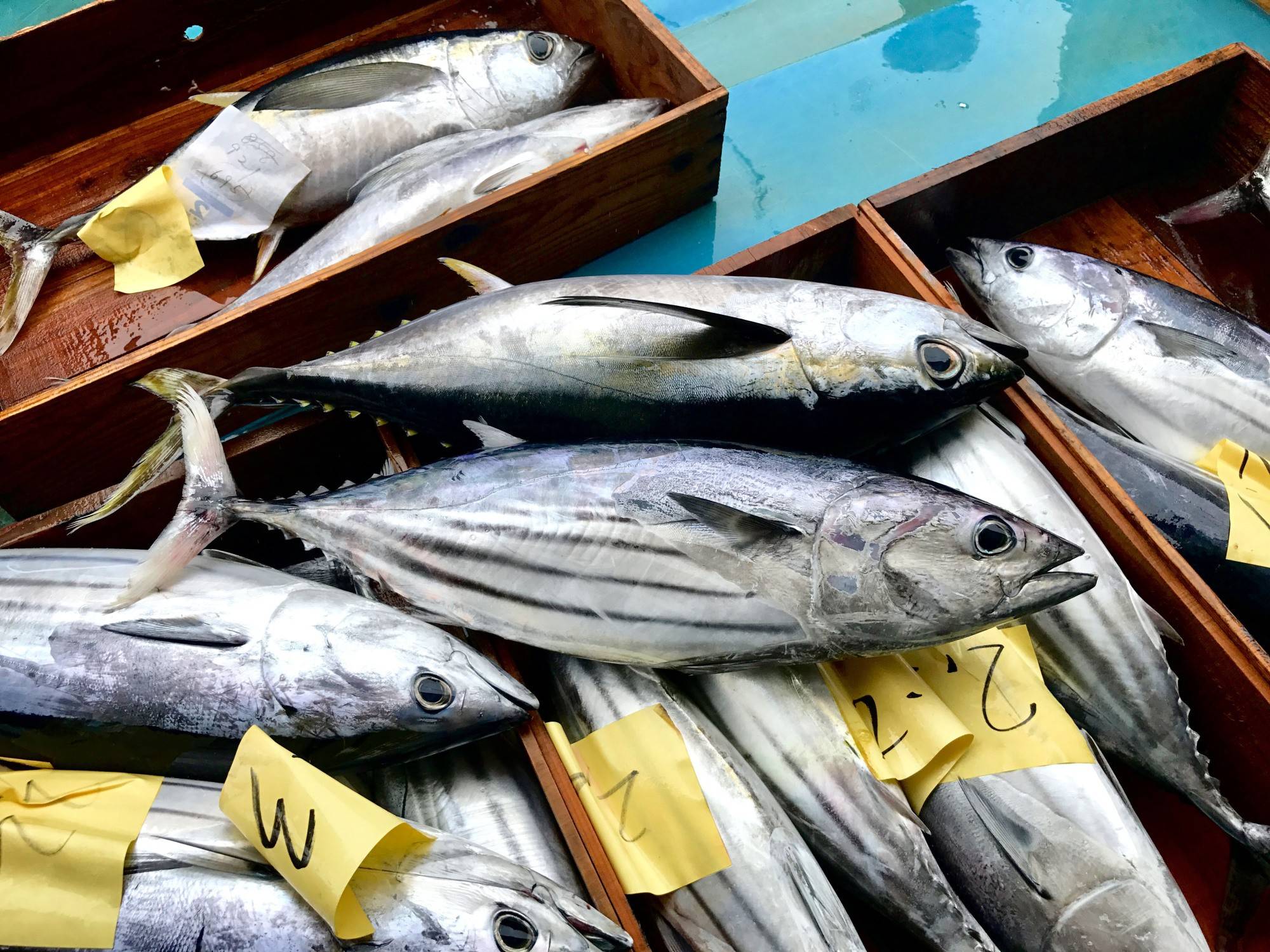 Xuất khẩu cá ngừ chững lại: Áp lực từ rào cản kỹ thuật, chi phí và cạnh tranh gia tăng